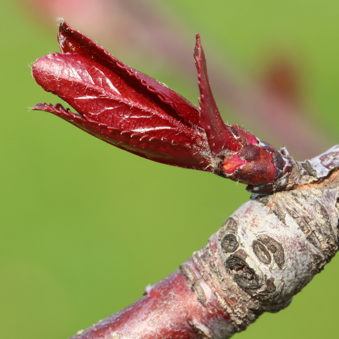 Image of Malus niedzwetzkyana specimen.