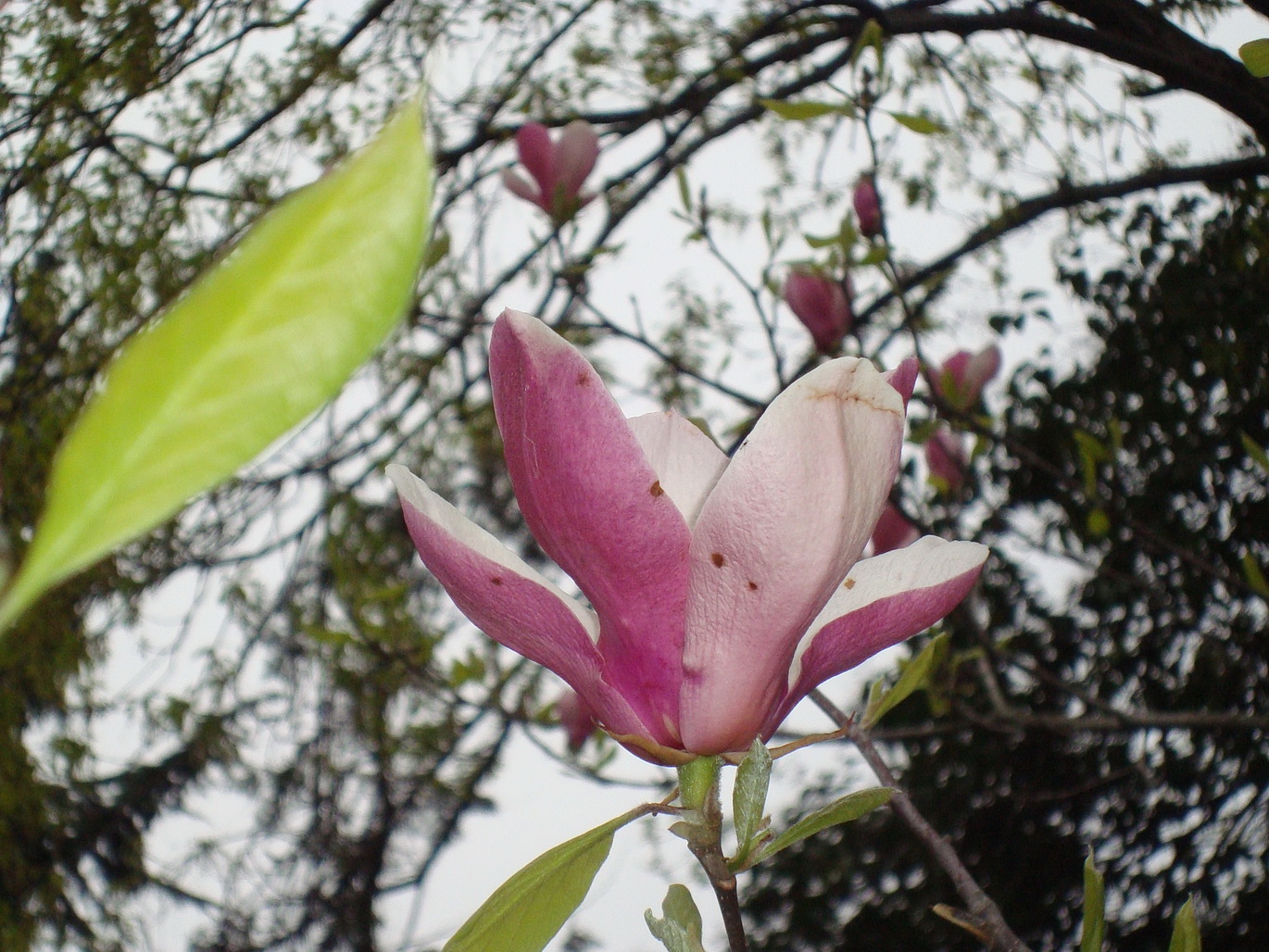 Изображение особи Magnolia liliiflora.