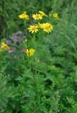 Senecio argunensis