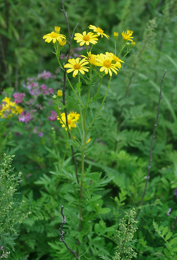 Изображение особи Senecio argunensis.