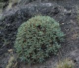 Oxytropis hystrix. Вегетирующее растение на щебнистом склоне. Казахстан, Восточно-Казахстанская обл., Зайсанский р-н, окр. аула Сарытерек (Кендырлик, Пржевальское); южная периферия Зайсанской котловины, переходящая в предгорья Сайкана, ур. Калмакпай, горная степь. Август 2013 г.