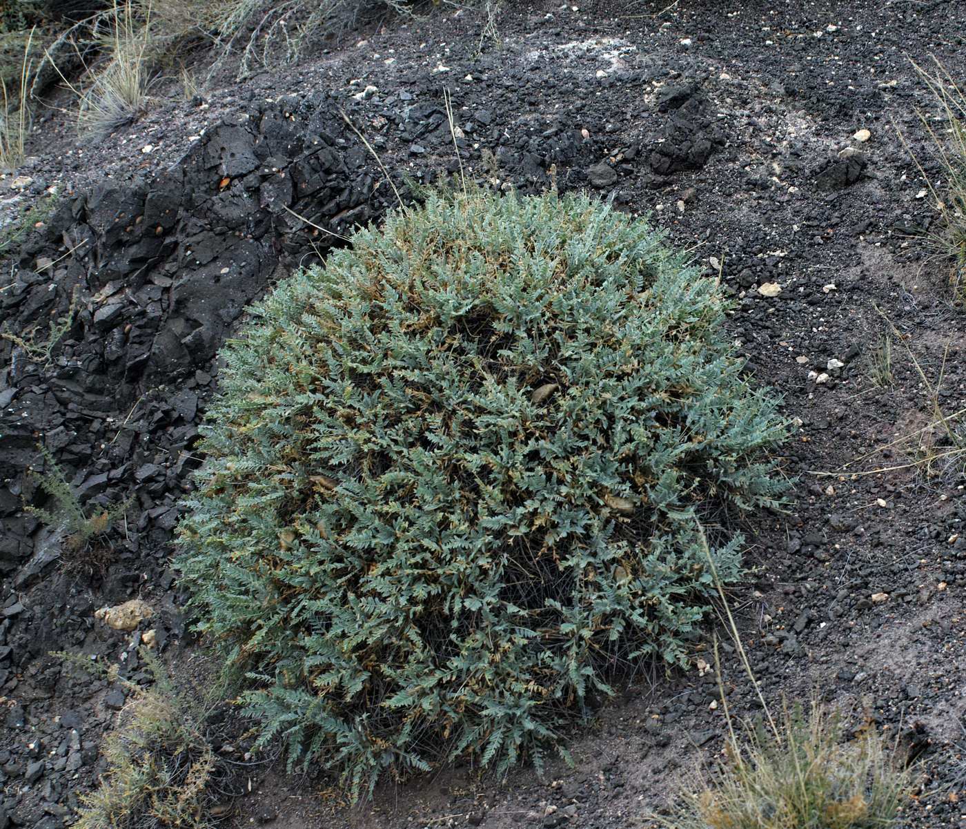 Изображение особи Oxytropis hystrix.