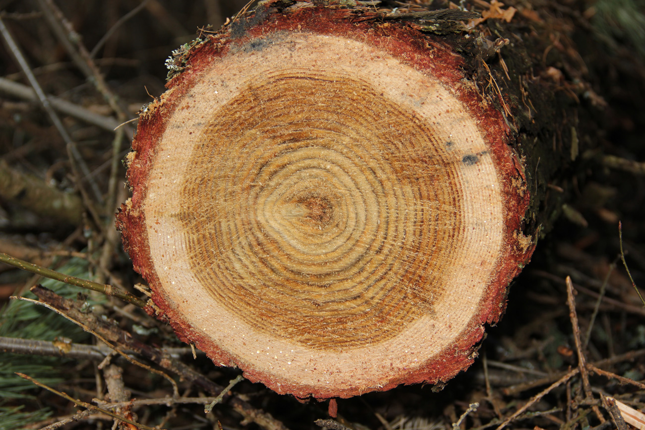 Image of Larix sibirica specimen.