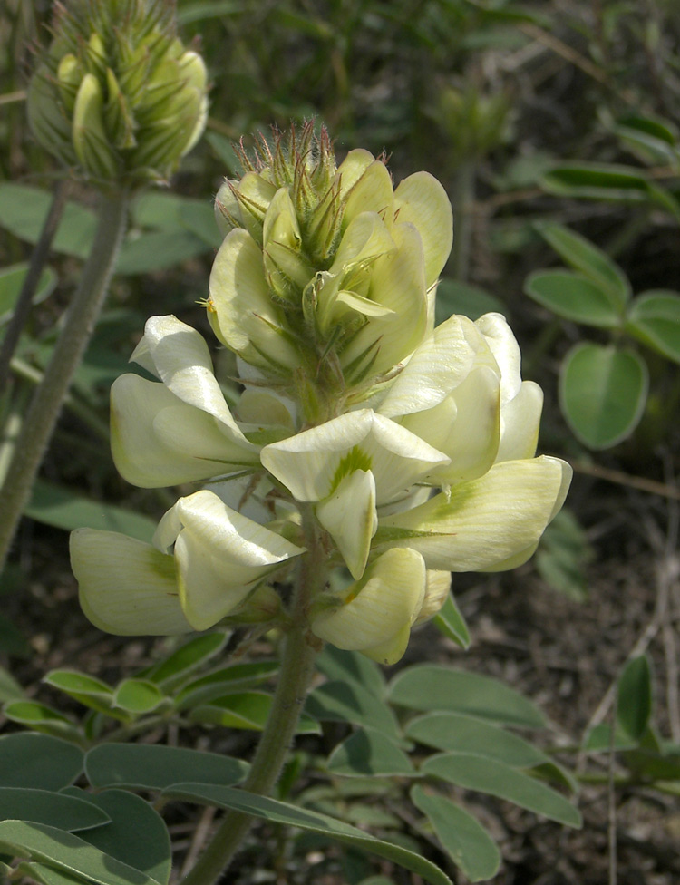 Image of Hedysarum grandiflorum specimen.