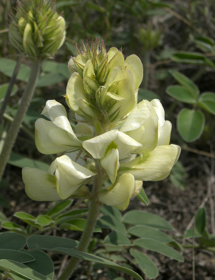 Изображение особи Hedysarum grandiflorum.