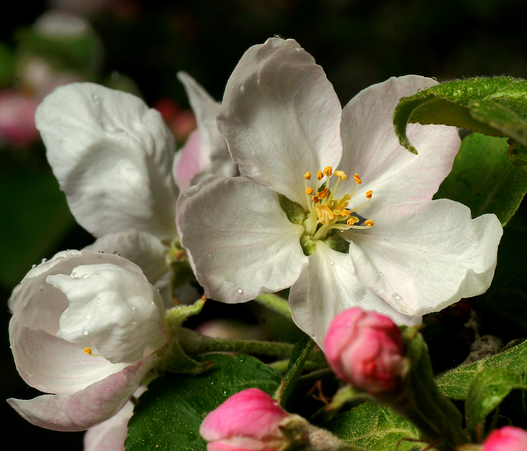 Изображение особи Malus domestica.