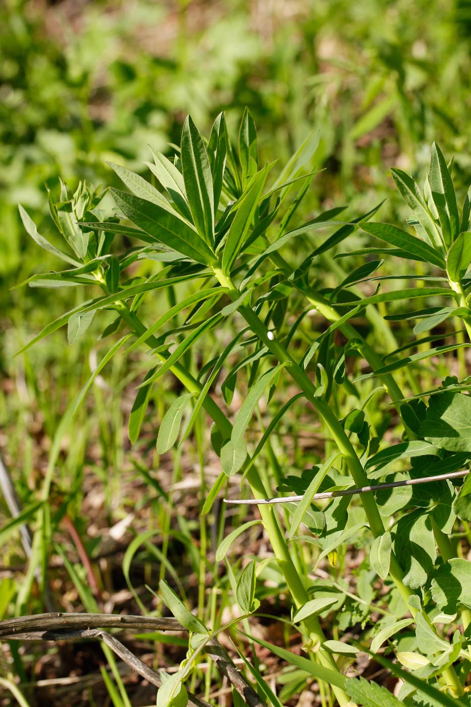 Изображение особи Euphorbia semivillosa.