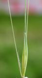 Hordeum leporinum