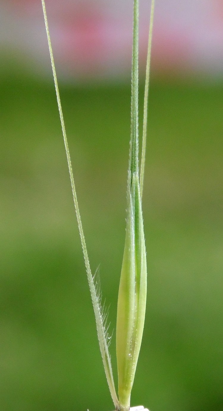 Image of Hordeum leporinum specimen.