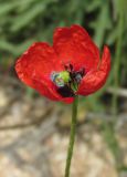 Papaver minus. Цветок. Крым, Арабатская стрелка, приморские пески. 28 мая 2016 г.