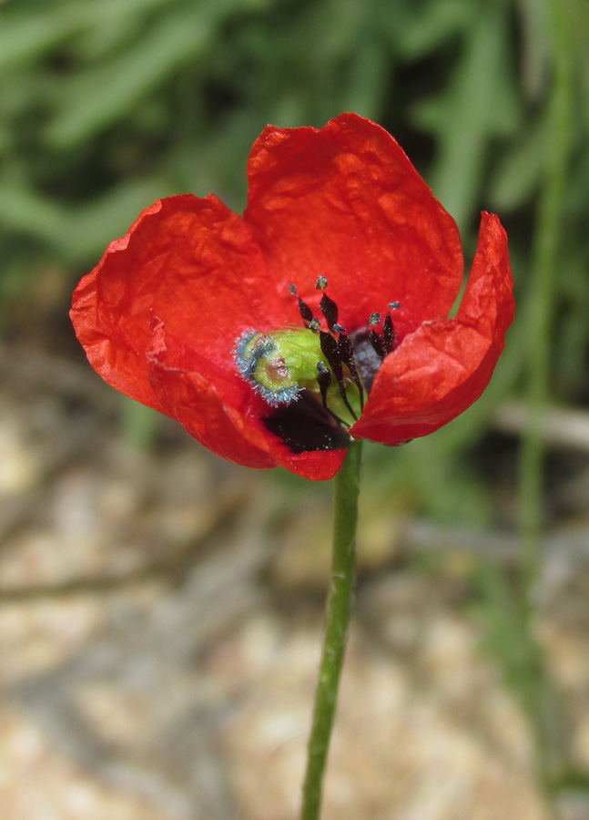 Image of Papaver minus specimen.