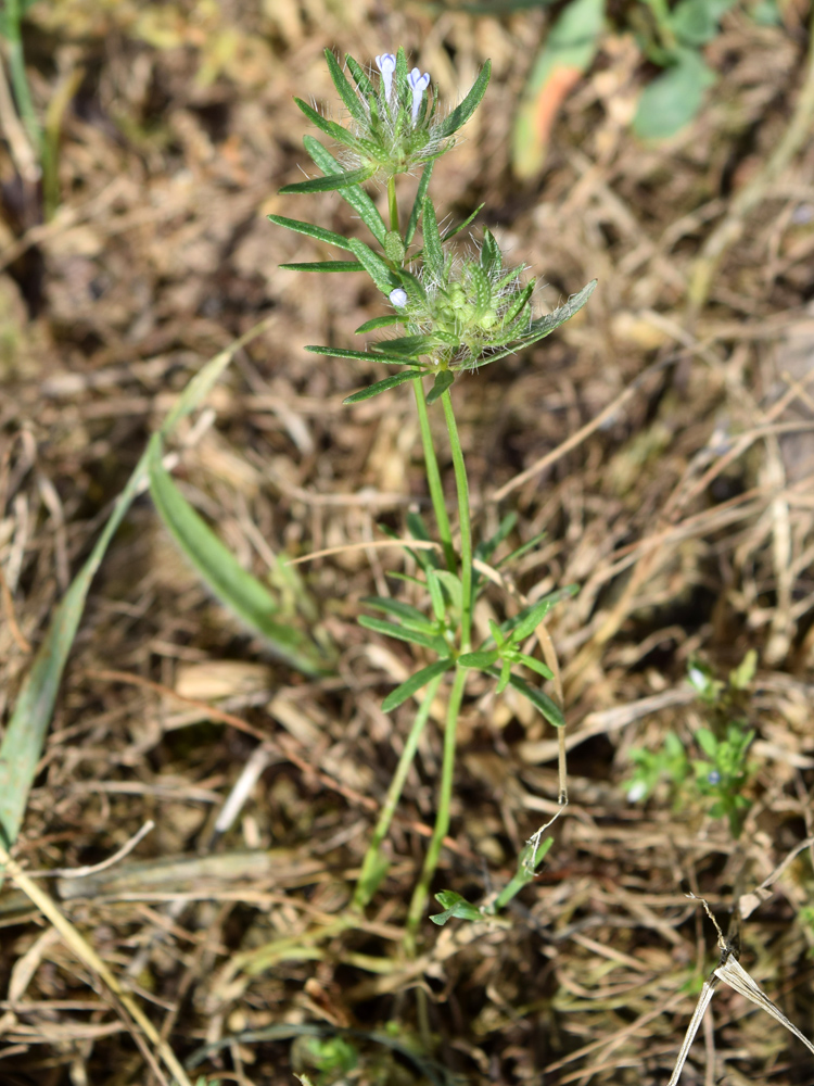 Image of Asperula arvensis specimen.