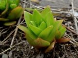 Orostachys maximowiczii. Побеги. Приморье, окр. г. Находка, бухта Шепалово, на пляже. 11.06.2016.