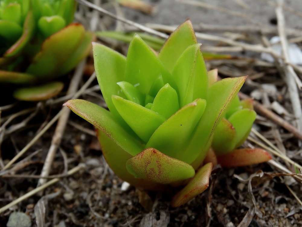 Image of Orostachys maximowiczii specimen.