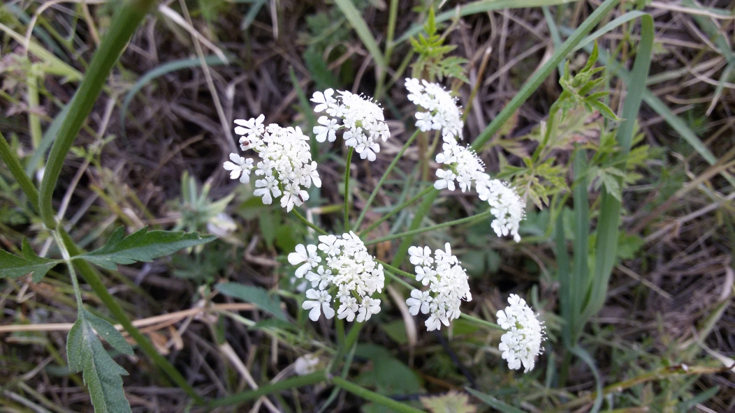 Image of Torilis arvensis specimen.