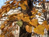 Tilia europaea. Листья в осенней окраске. Санкт-Петербург. 11 ноября 2009 г.