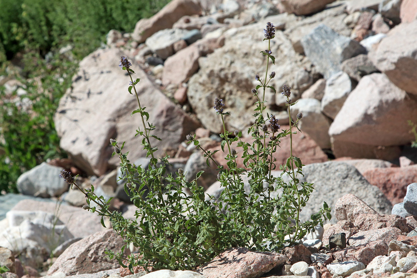 Изображение особи Nepeta alatavica.