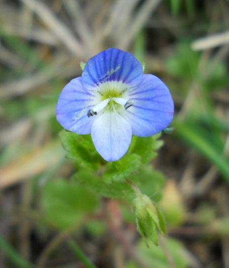 Image of Veronica persica specimen.