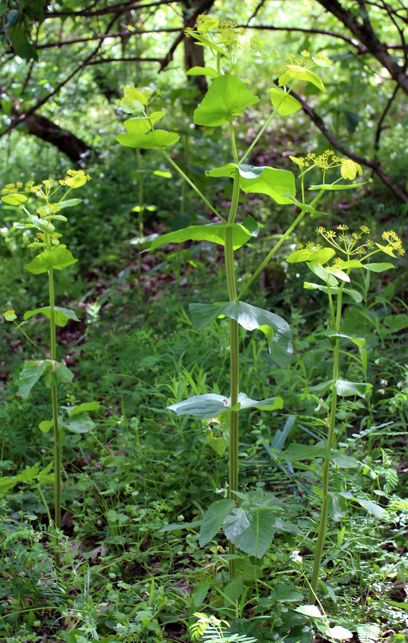 Изображение особи Smyrnium perfoliatum.