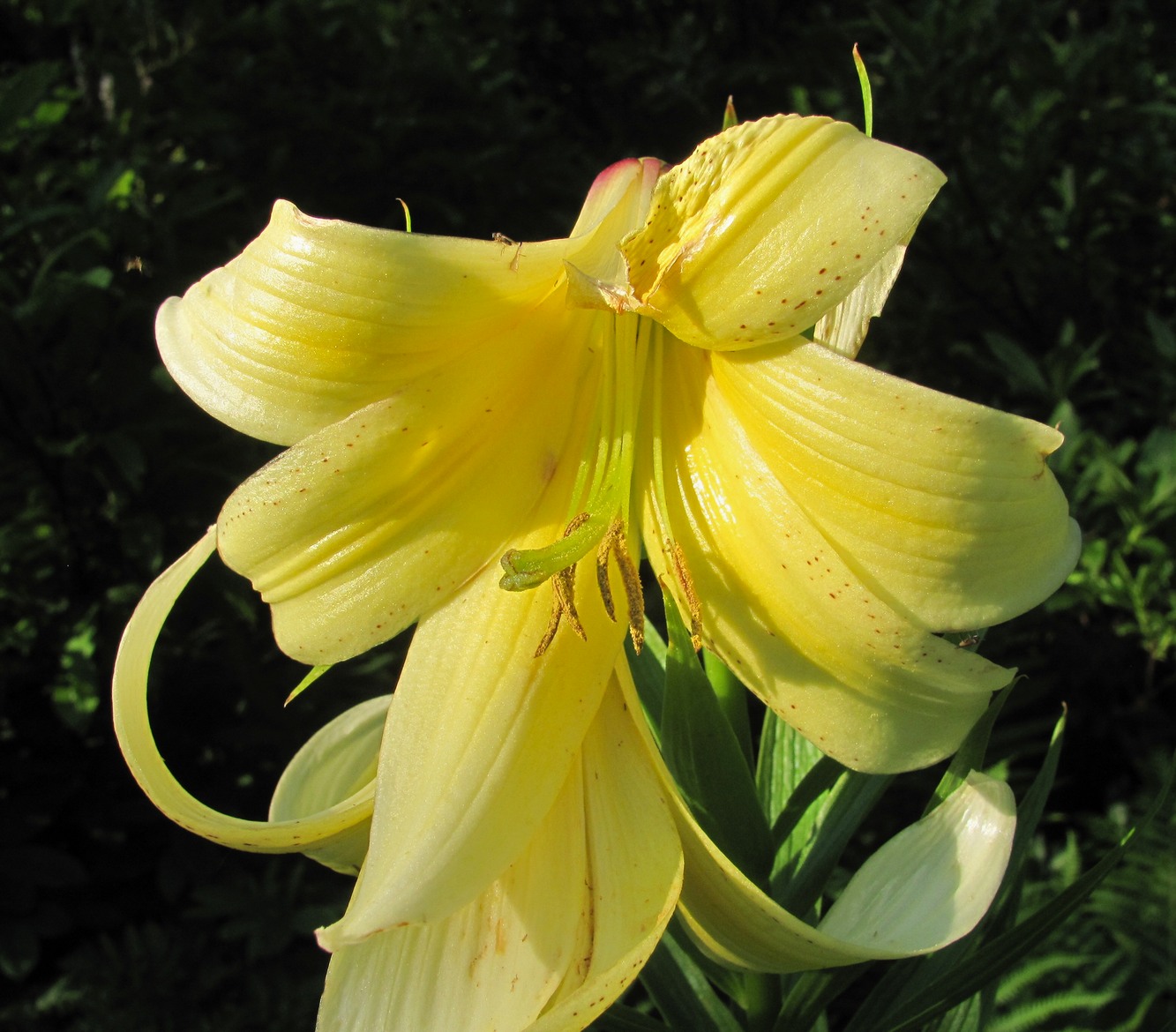 Image of Lilium monadelphum specimen.