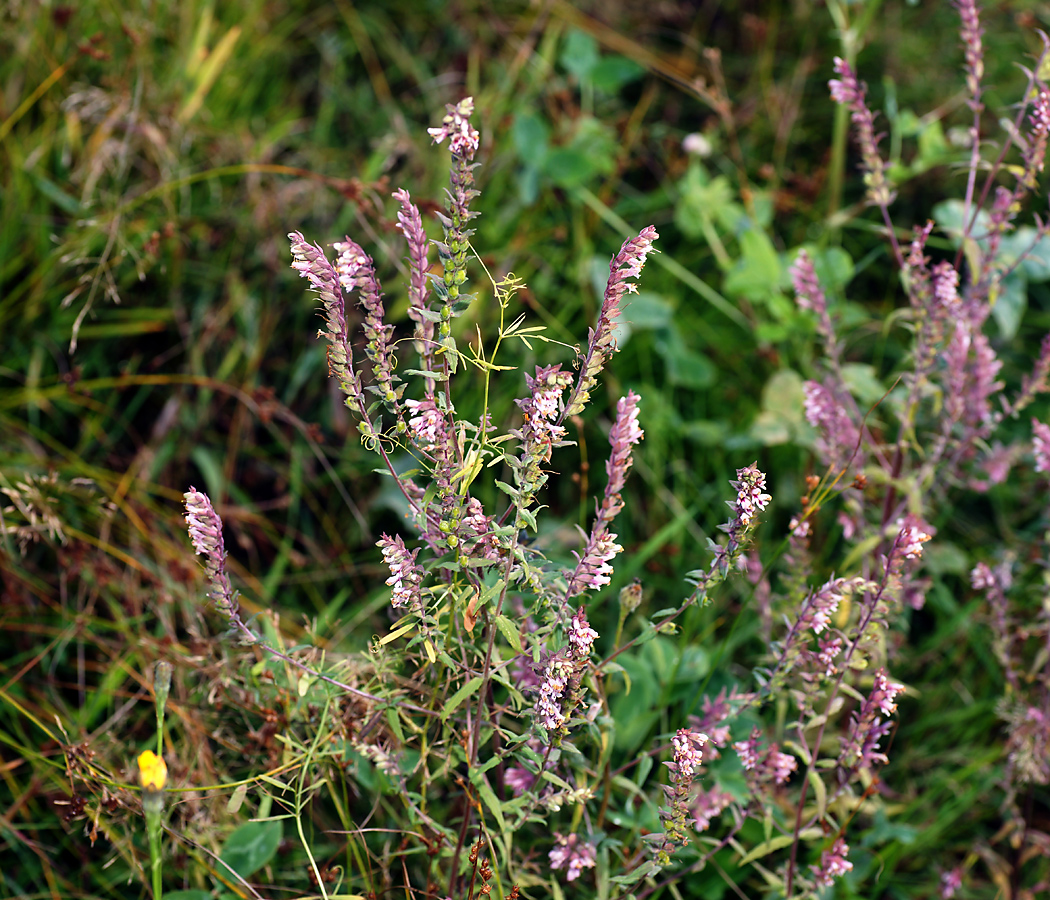 Изображение особи Odontites vulgaris.