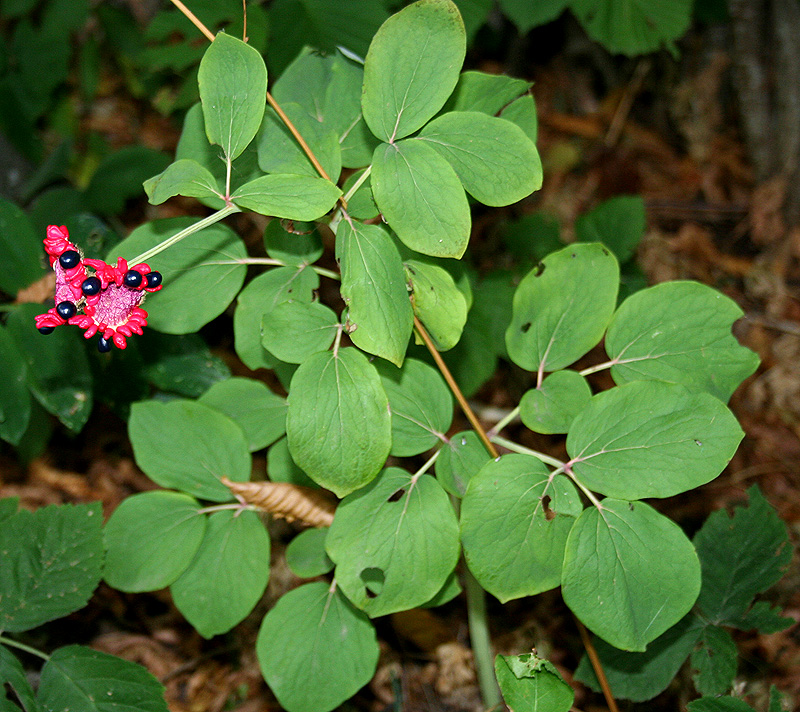 Image of Paeonia daurica specimen.