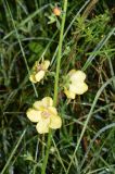 Verbascum blattaria