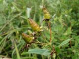 Hypericum gebleri