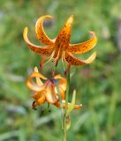 Lilium debile. Цветки. Камчатский край, Елизовский р-н, горный массив Вачкажец около озера. 18.08.2016.