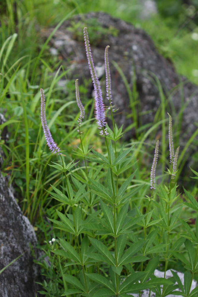 Изображение особи Veronicastrum sibiricum.