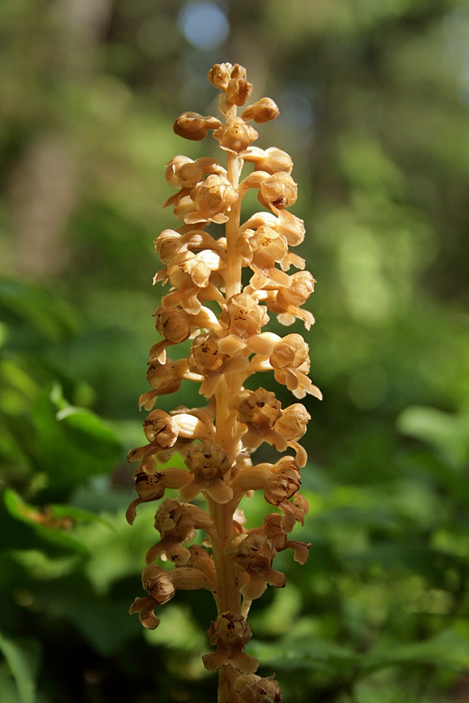 Image of Neottia nidus-avis specimen.