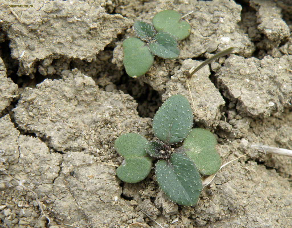 Image of Erucastrum armoracioides specimen.