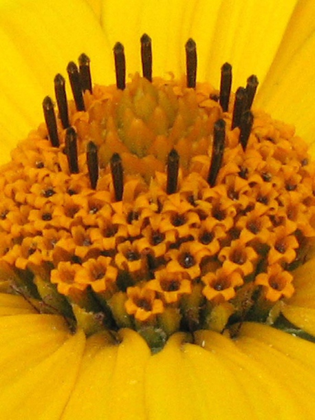 Image of Heliopsis helianthoides specimen.