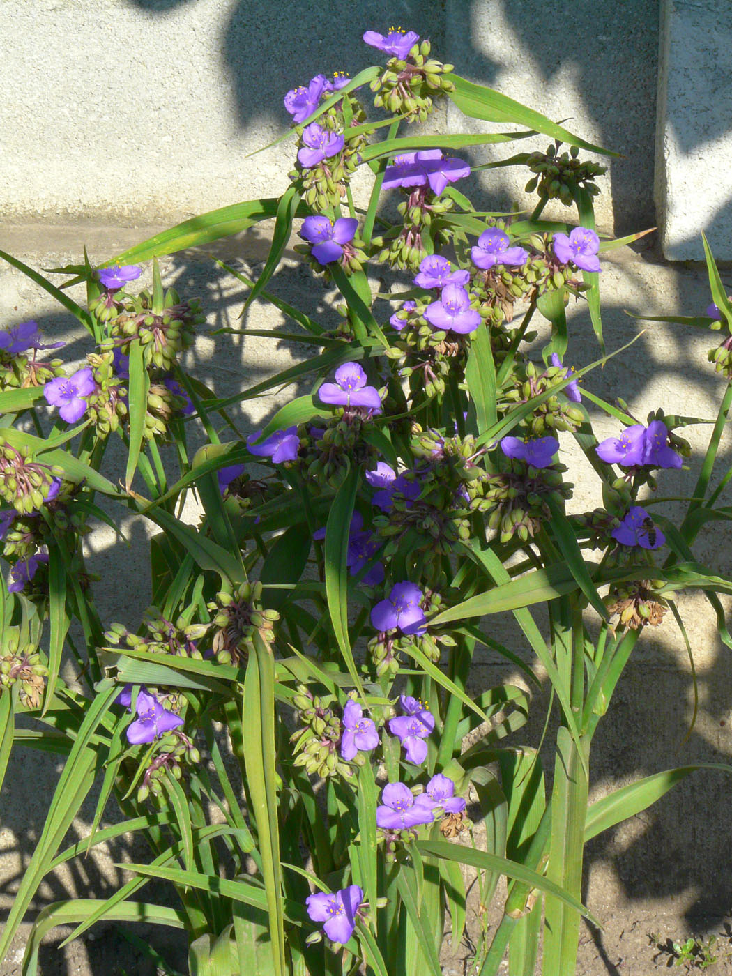 Изображение особи Tradescantia virginiana.