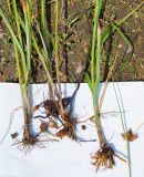 Bolboschoenus planiculmis. Нижняя часть извлечённых растений с клубеньками. Справа верхушка с соплодием. Восточный Казахстан, Уланский р-н, окр. с. Украинка, заболоченный луг. 10.07.2016.