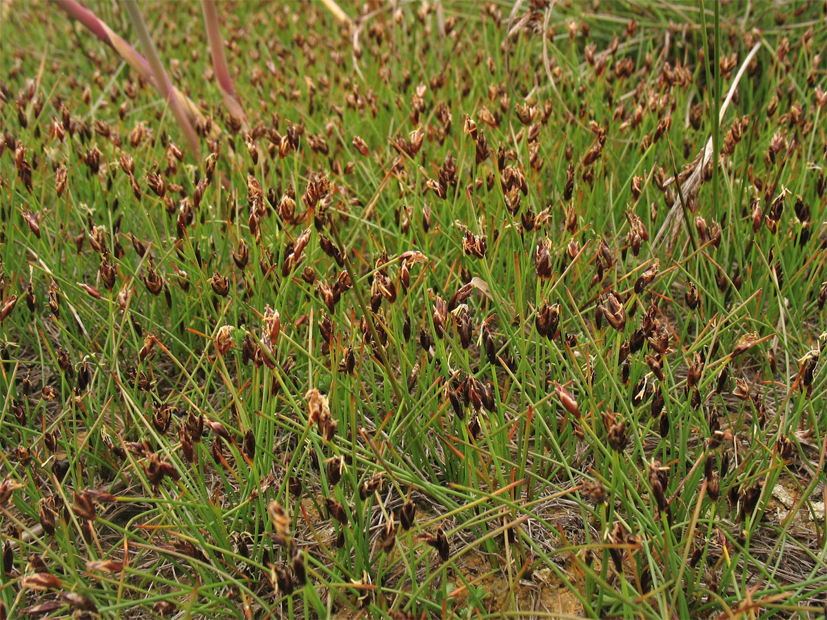 Изображение особи Eleocharis quinqueflora.