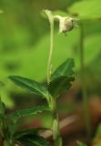 Chimaphila japonica