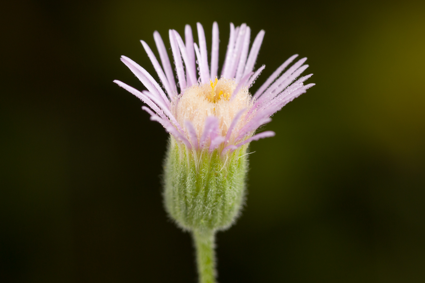 Изображение особи род Erigeron.