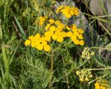 Tanacetum boreale. Верхушка побега с соцветием. Амурская обл., Бурейский р-н, правый берег р. Бурея, окраина пос. Новобурейский. 19.07.2016.