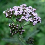 Achillea nigrescens