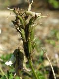 Astragalus schelichowii