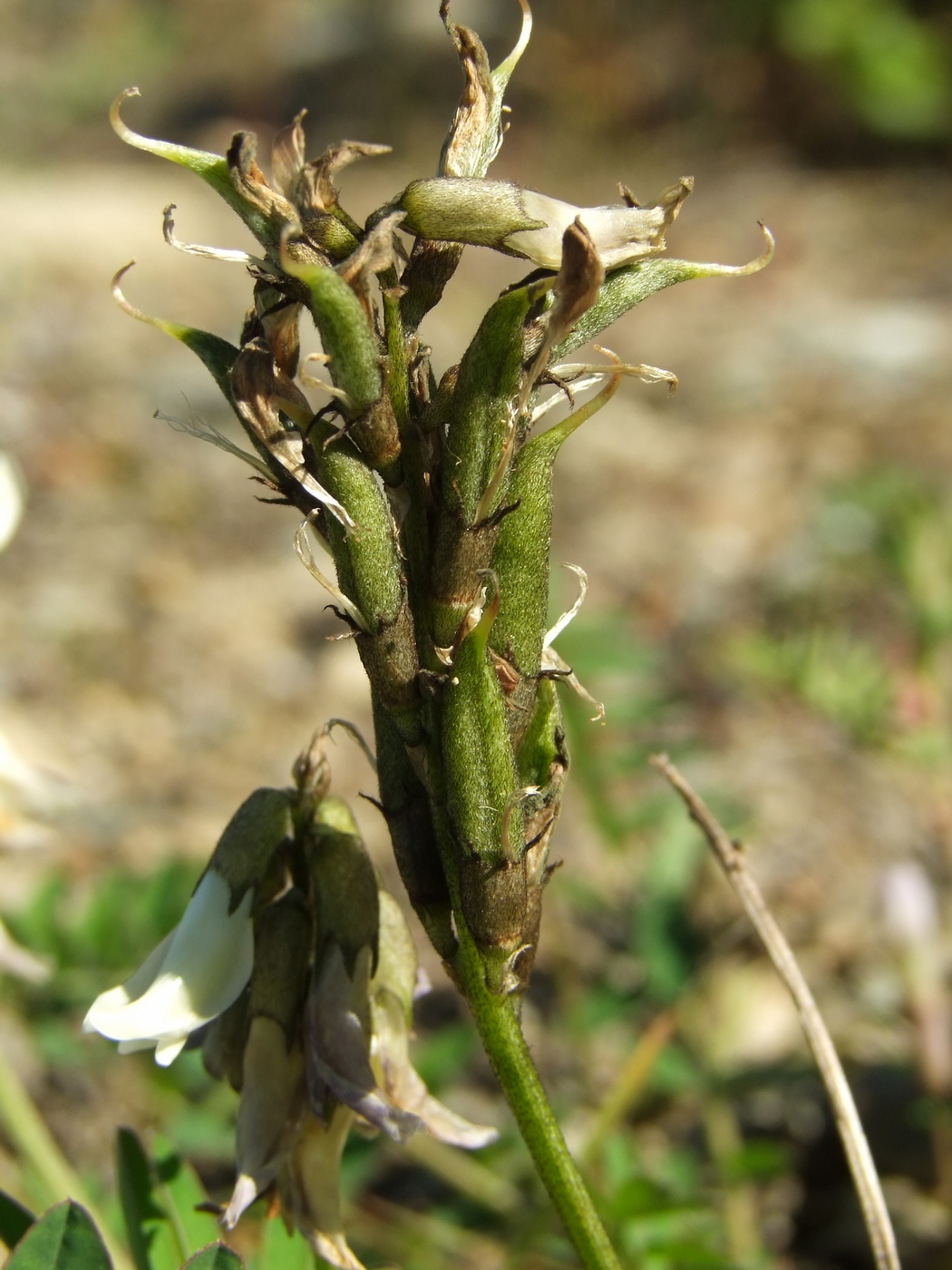 Изображение особи Astragalus schelichowii.