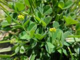 Medicago lupulina. Расцветающие соцветия и листья. Иркутская обл., Иркутский р-н, дер. Позднякова, берег р. Куда, галечник у воды. 01.07.2016.