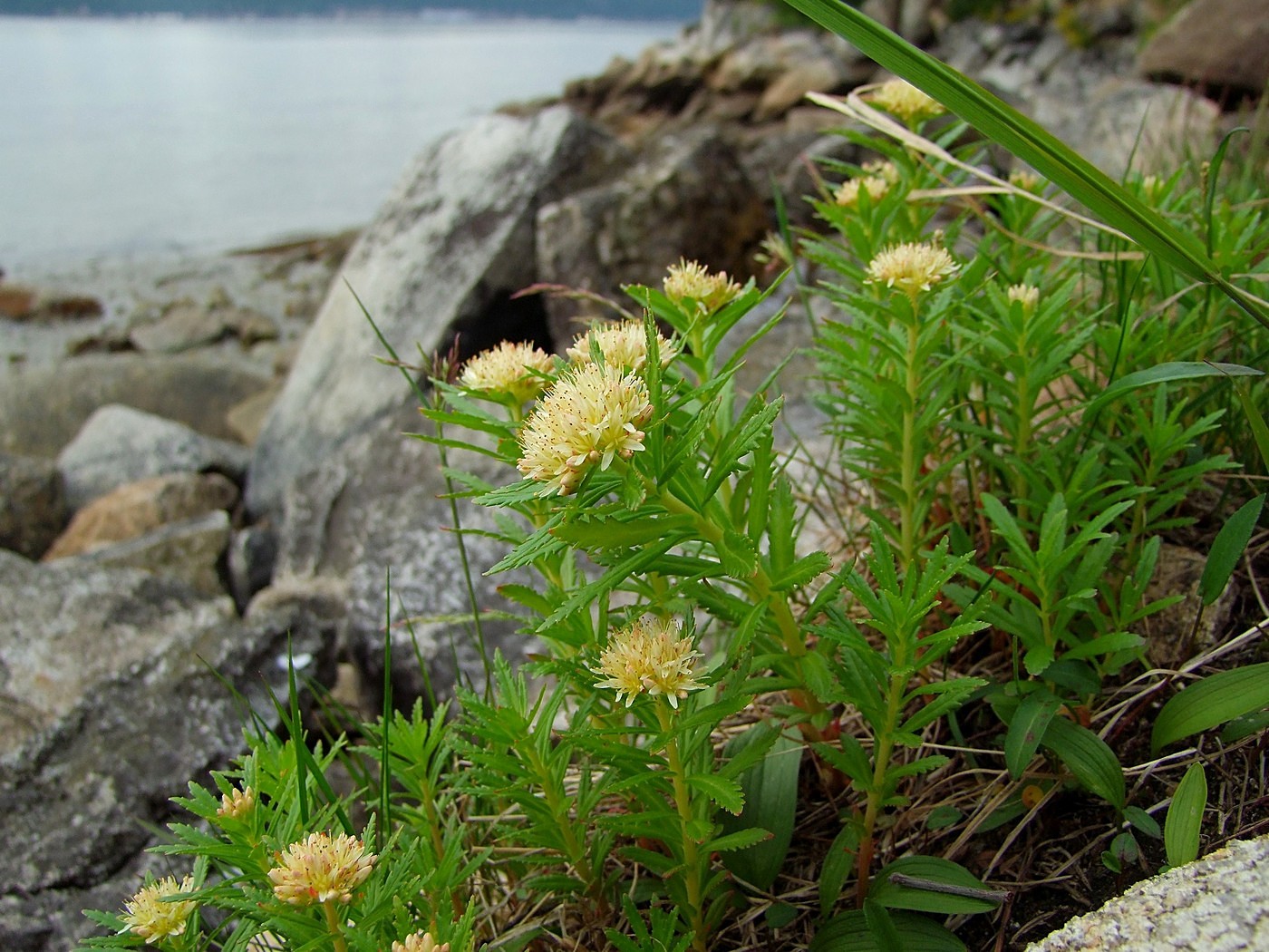 Изображение особи Rhodiola stephanii.