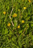 Ranunculus repens