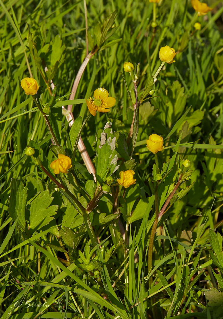 Изображение особи Ranunculus repens.