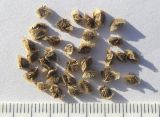 Image of taxon representative. Author is Сергей Банкетов