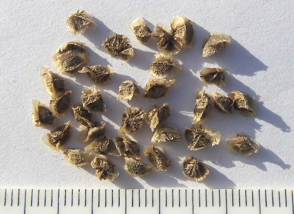 Image of Eremurus &times; isabellinus specimen.