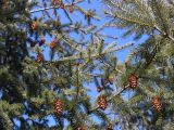 Pseudotsuga menziesii. Ветви с шишками. Беларусь, г. Минск, парк Грековой, декоративное озеленение. 04.02.2017.