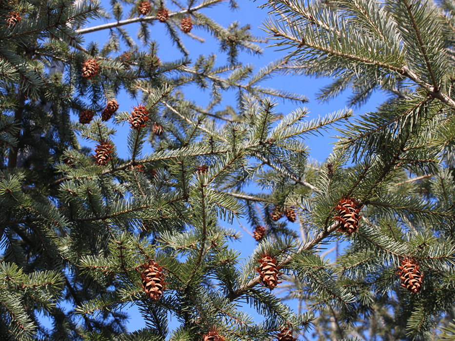 Image of Pseudotsuga menziesii specimen.
